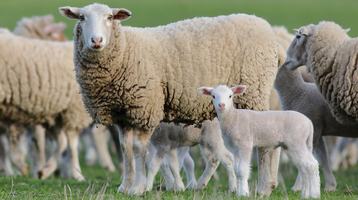 An image of 2 sheep in a field.