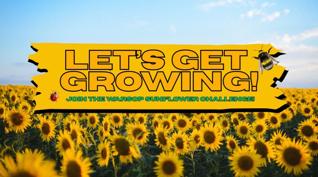 Let’s Get Growing – Warsop Sunflower Challenge Update – Warsop Parish ...