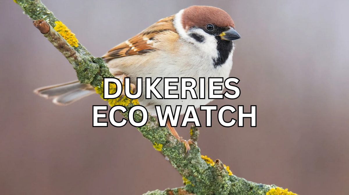 An image of a tree sparrow sitting on a branch.