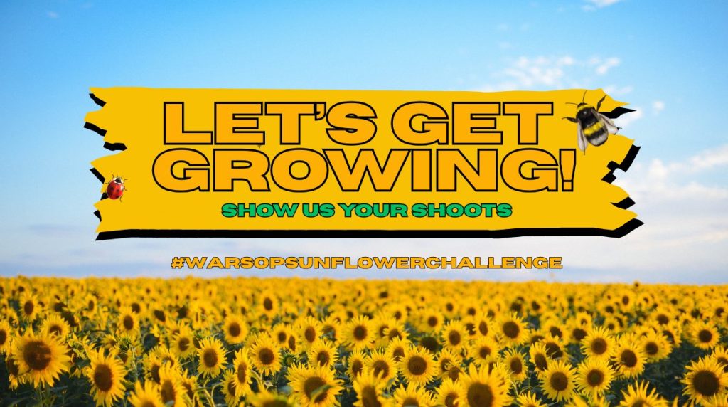 Warsop Sunflower Challenge – Show Us Your Shoots! – Warsop Parish Council